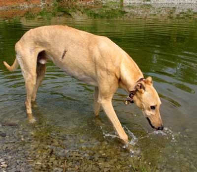 tobi
