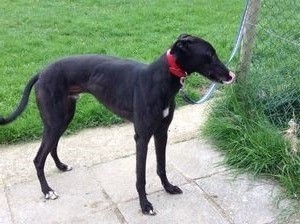 Greyhound_Jervis_Jimmy