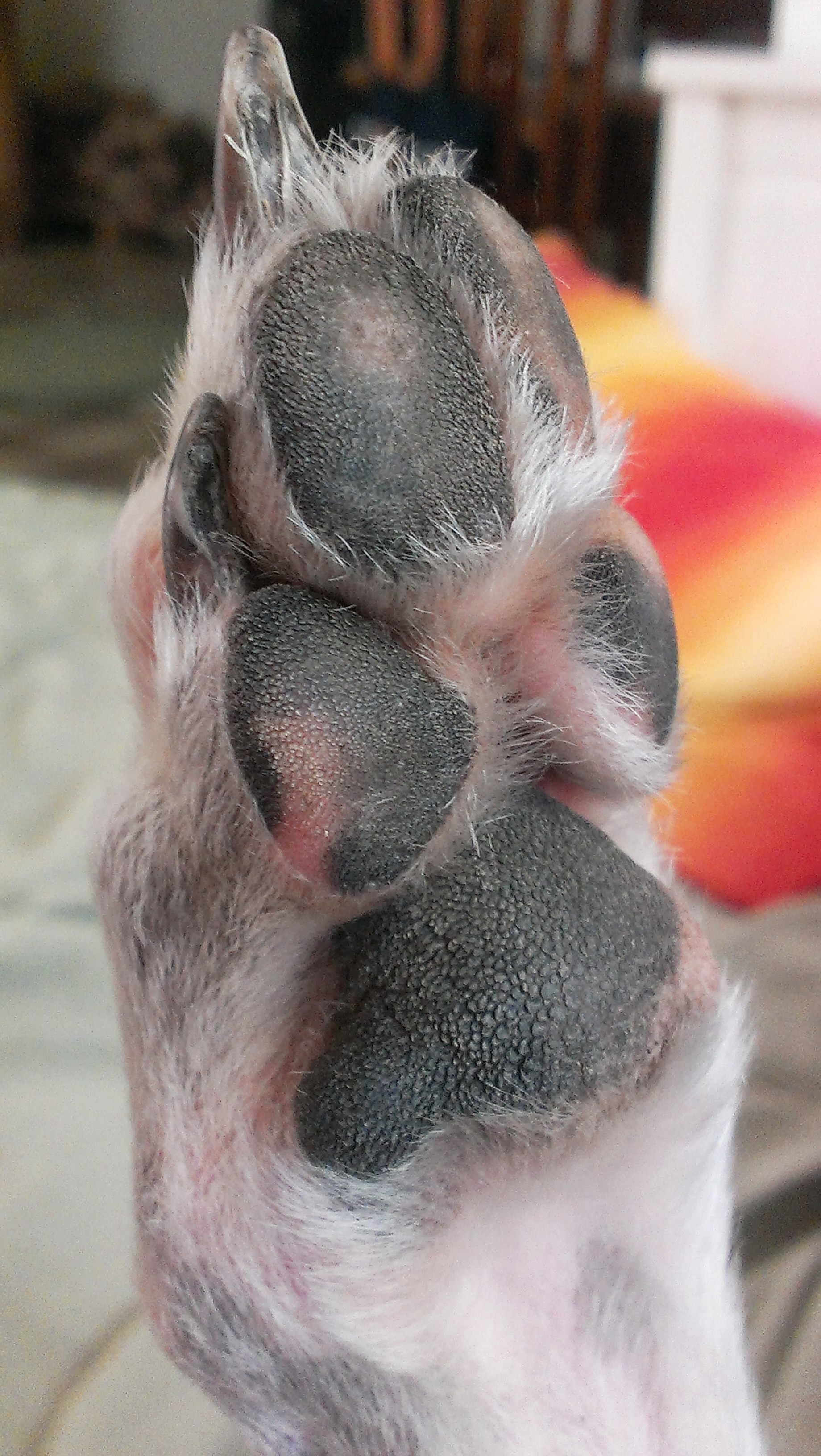 Corns (Dornwarzen) ProGreyhound e.V.