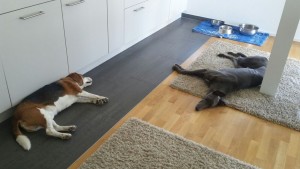 IMG-20160417-WA0003