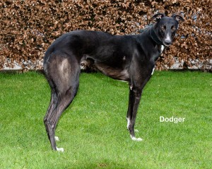 doger